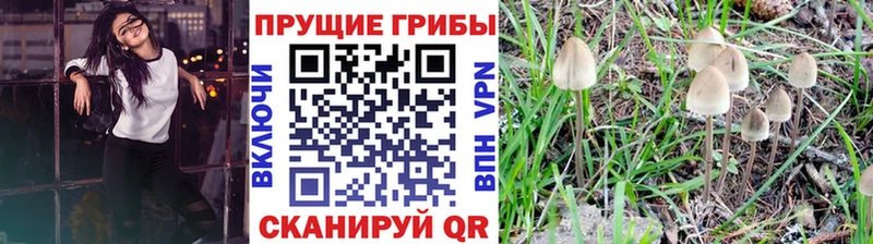 ОМГ ОМГ ссылка  Копейск  Псилоцибиновые грибы Psilocybe 